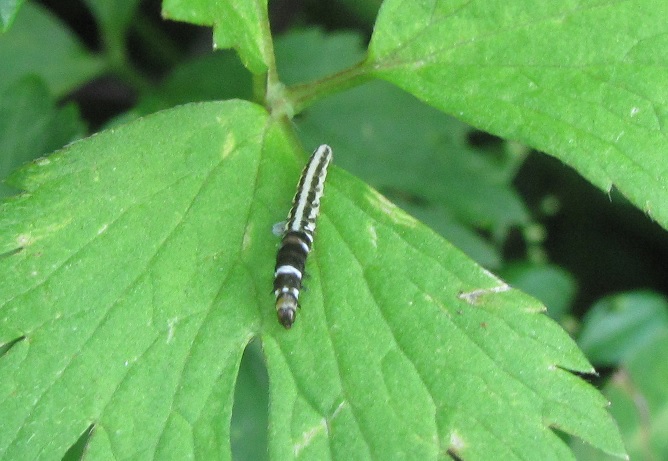 Bruco da ID - Helcystogramma cfr. triannulella, Gelechiidae